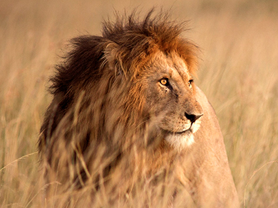 Simba Savings Account